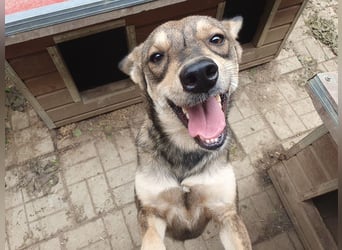 ♥NASIRA♥ fröhliche, verschmuste und aufgeschlossene Hundedame 50 cm
