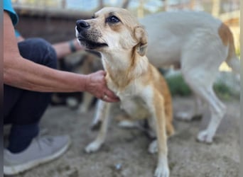 ♥CORA♥ elegante, ruhige, feinsinnige Hündin, die in sich ruht 45 cm