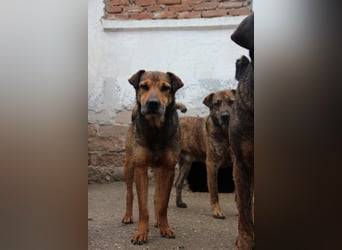 ⭐️ZITA⭐️, treue Seele, Hündin, 4 Jahre, 44 cm, Mischling, Tierschutz Rumänien