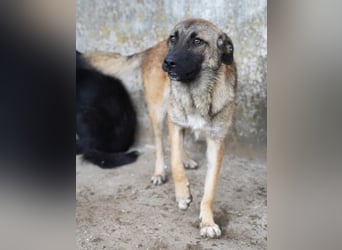 ⭐️TASCHA⭐️, liebes Hundemädchen, 1 Jahr, 50 cm, Mischling, Tierschutz Rumänien