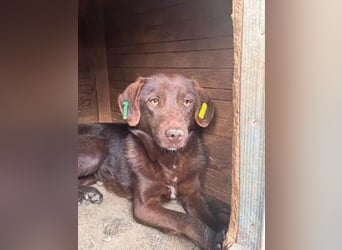 ♥MISSY♥ ab 15. Aug auf Pflegestelle in Köln - süße, zierliche, noch etwas vorsichtige Hündin 45cm
