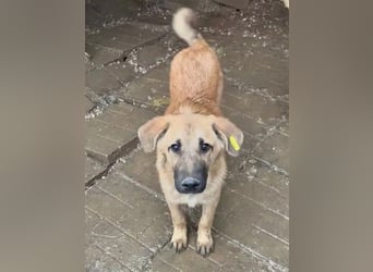 ♥ELVIS♥er bringt alles mit,was man sich wünschen kann: ruhig, sehr menschenbezogenen, liebevoll 48cm