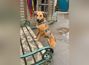 ♥BECKY♥ auf Pflegestelle in Köln - zuckersüße, hübsche, noch vorsichtige Hündin 45cm