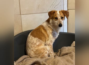 ♥LUZ♥ neu auf Pflegestelle bei Köln - süße, wunderschöne, noch zurückhaltende Junghündin 41 cm