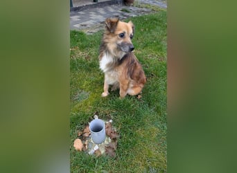 ♥DIDRIK♥ auf Pflegestelle bei Köln - süßer, lieber, dankbarer, blinder Purzel 45 cm