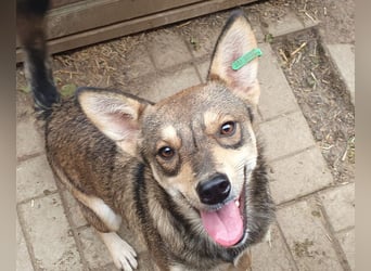 ♥NASIRA♥ fröhliche, verschmuste und aufgeschlossene Hundedame 50 cm