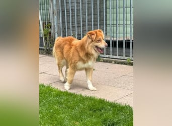 ♥BENNY♥ auf Pflegestelle bei Köln - süßer, ganz menschenbezogener Rüde 42cm