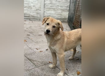 ♥BARNY♥ auf Pflegestelle bei Köln - zuckersüßer, anfangs noch vorsichtiger, verspielter Bub 44 cm