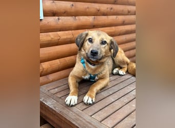 ♥BECKY♥ auf Pflegestelle in Köln - zuckersüße, hübsche, noch vorsichtige Hündin 45cm