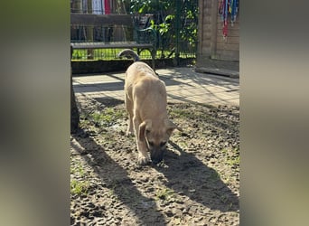 ♥DIDI♥ auf Pflegestelle bei Köln - bezaubernder, verspielter Welpenjunge 44cm - wird mittelgroß