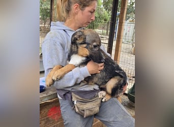 ♥CARINO♥ ganz süßer, lieber, nicht aufdringlicher und ruhiger Junior 48 cm