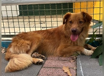 ♥MANOLO♥ neu auf Pflegestelle bei Köln - süßer, knuffiger, aufgeweckter Junghund 44 cm
