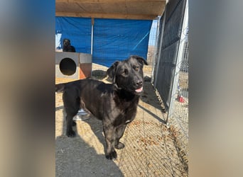 ⭐️COSTEL⭐️, lieber Charakter-Kopf, Rüde, 3,5 Jahre, 42 cm, Mischling, Tierschutz Rumänien