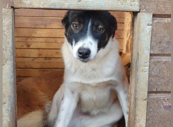 ♥BRAN♥ wunderschöner, ganz lieber, anfangs noch zurückhaltender Junghund 48 cm