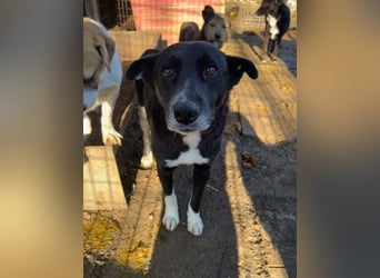 ♥ACHIM♥ absolut lieber, verschmuster Rüde, der schon 2 Jahre im Tierheim wartet 48 cm