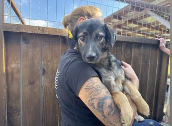 ♥JACKOMO♥ zarte, junge, schmale, stille Seele, die sichtbar im Tierheim sehr leidet 50 cm