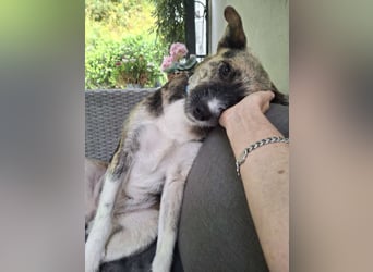 OLIVIA, Traumhündin, 2 Jahre, 50 cm, Pflegestelle 53773, Tierschutz Rumänien