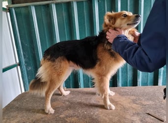 ♥FLICK♥ neu auf Pflegestelle bei Köln - wunderschöner, ganz verschmuster und aktiver Rüde 50 cm