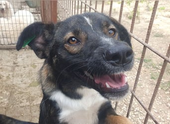 ♥HEIKO♥ zarter, ganz verschmuster und menschenbezogener Jungrüde 49 cm