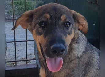 ♥FEE♥ hübsche, braun-grau gestromte Juniorin mit einem ganz besonders feinen Wesen 45 cm (wachsend)