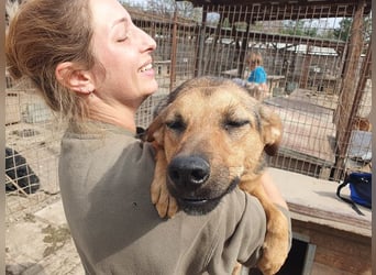 ♥MALAIKA♥ wunderschöne, fröhliche, aktive Hündin mit ganz viel Charme 50 cm