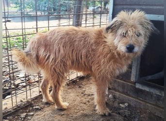 ♥LINDI♥ ruhige, sanfte, anfangs noch vorsichtige süße Hündin mit wuscheligem goldfarbenen Fell 49 cm