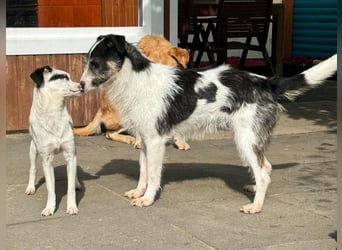 ♥FLORENCE♥ neu auf Pflegestelle in Köln - bezaubernde, anfangs noch vorsichtige Hündin 47 cm
