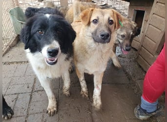 ♥ALESSIA♥ zuckersüße, ganz liebe Junghündin, die viel zu geben hat und kaum etwas erwartet 47 cm