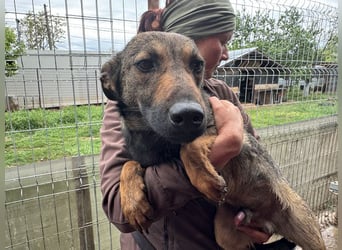 ♥MARCO♥ süßer, ganz lieber und menschenbezogener Rüde mit sanftem Charakter 46 cm