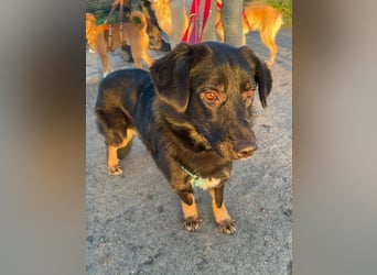 ♥MARIA♥ auf Pflegestelle bei Köln - süße, ruhige, unkomplizierte Junghündin 43 cm