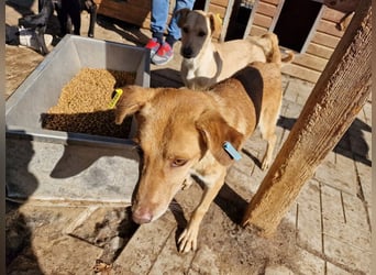 ♥SANTOS♥ anhänglicher, fröhlicher, aktiver, ganz toller Rüde 44 cm