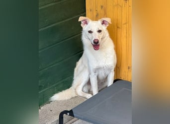 ♥BLANCO♥ auf Pflegestelle bei Köln - sportlicher, zarter, ganz lieber und sensibler Rüde 48cm