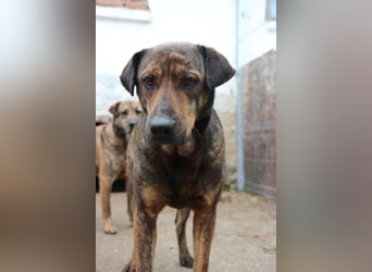 ⭐️ZICO⭐️, besonderes Seelchen, Rüde, 4 Jahre, 48 cm, Mischling, Tierschutz Rumänien