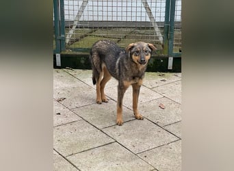 ♥FEE♥ auf Pflegestelle bei Köln - hübsche, ruhige, eher zurückhaltende, unkomplizierte Juniorin 49cm