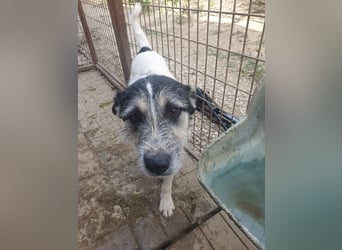 ♥FRIDO♥ süßer, hübscher, neugieriger Hundejunge mit terrierähnlichem Aussehen 49 cm