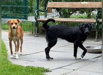 ♥PUMUCKL♥ auf Pflegestelle in Köln - zuckersüßer, kluger, sensibler, vorsichtiger Junghund 41 cm