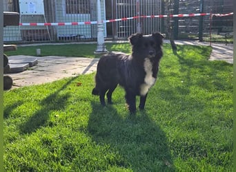 ♥ZELDA♥ auf Pflegestelle in Köln - ganz niedliche, kleine, noch etwas unsichere Hündin 41cm