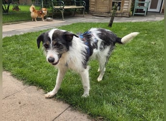 ♥FLORENCE♥ neu auf Pflegestelle in Köln - bezaubernde, anfangs noch vorsichtige Hündin 47 cm