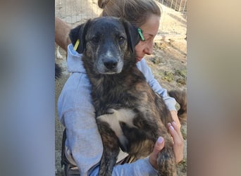 ♥RUSTY♥ unfassbar verschmuster und kuschelbedürftiger, wunderschöner, gestromter Rüde 49 cm