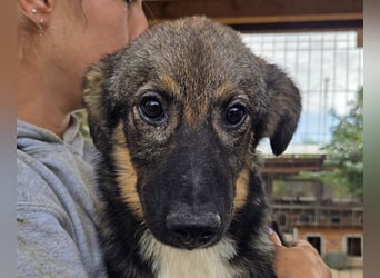 ♥CARINO♥ ganz süßer, lieber, nicht aufdringlicher und ruhiger Junior 48 cm