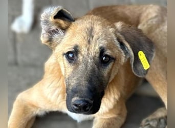 ♥ELVIS♥er bringt alles mit,was man sich wünschen kann: ruhig, sehr menschenbezogenen, liebevoll 48cm