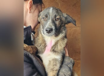 ♥CLARA♥ niedliche, verspielte Junghündin, die aktuell zu dünn ist - mittelgroß