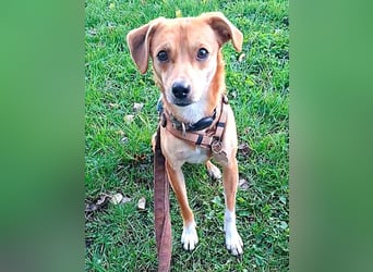 ♥PUMUCKL♥ auf Pflegestelle in Köln - zuckersüßer, kluger, sensibler, vorsichtiger Junghund 41 cm