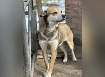 ⭐️KODA⭐️, vorsichtiger Rüde, 4,5 Jahre, 45 cm, Mischling, Tierschutz Rumänien