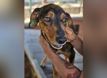 ♥GAROU♥ wunderschöner rotbraun-schwarzer, anhänglicher Rüde mit unglaublicher Lebensfreude 50 cm