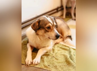 ⭐️TIMENTES⭐️, vorsichtige Hündin, 7 Jahre, 48 cm, Mischling, Tierschutz Rumänien