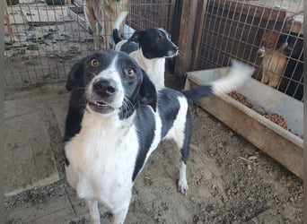 ♥SANCHO♥ wunderbarer, hübscher, anhänglicher, sensibler Jungrüde 48 cm