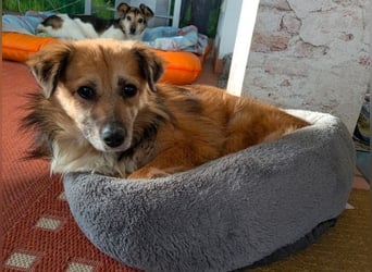 ♥DIDRIK♥ auf Pflegestelle bei Köln - süßer, lieber, dankbarer, blinder Purzel 45 cm