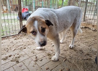 ♥MONTANA♥ süße, unkomplizierte, liebe, ruhige Hündin, die schon 2 Jahre im Tierheim wartet 49 cm