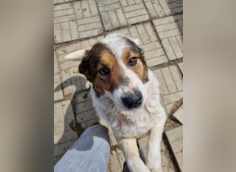 ♥PEPPINO♥ ganz verschmuster und menschenbezogener Rüde mit einer besonderen Fellzeichnung 50 cm